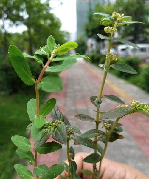 大飞扬草的功效,飞扬草的功效与作用图1