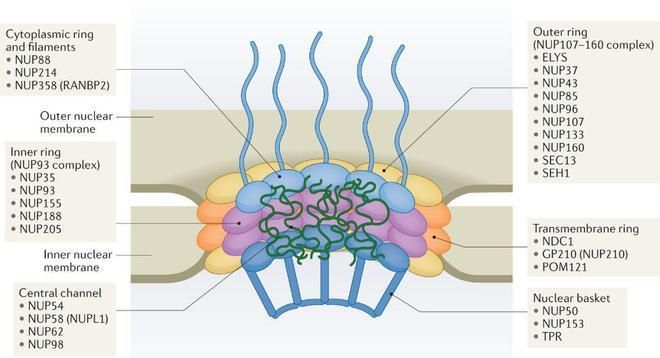 核孔有选择透过性吗？,高中生物书上核孔的功能图3