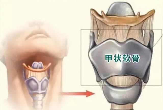 喉结的作用是啥,喉结是什么意思图3