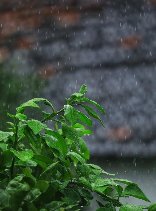 梅雨季节是什么时候,梅天是什么时候开始什么时候结束2022