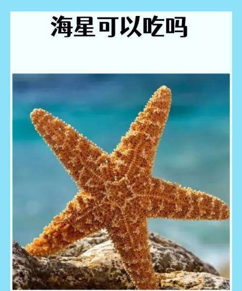 海星可以吃,海星可以吃图1