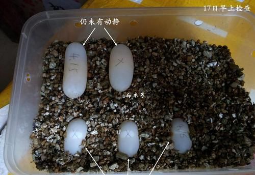 怎么看蛋有没有受精,如何分辨鸡蛋是否受精不打开蛋壳图1