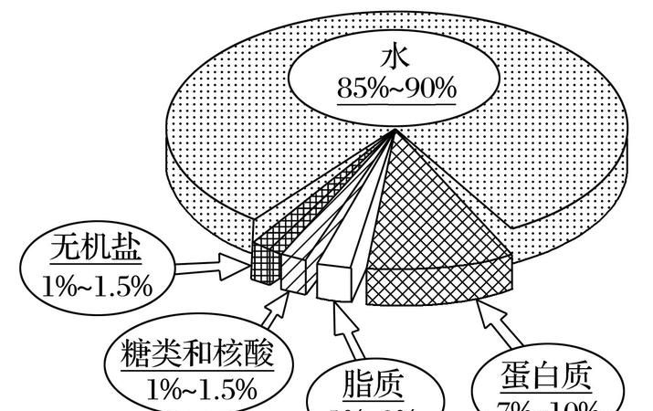 生物细胞里含量最多的元素是什么,在生物细胞鲜重含量最多的元素是什么图1