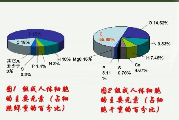 生物细胞里含量最多的元素是什么,在生物细胞鲜重含量最多的元素是什么图2