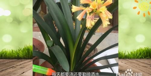 怎么样给君子兰浇水,开花的君子兰怎样浇水图4