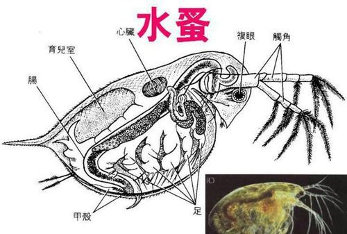 水蚤是什么动物,水蚤的种类图4