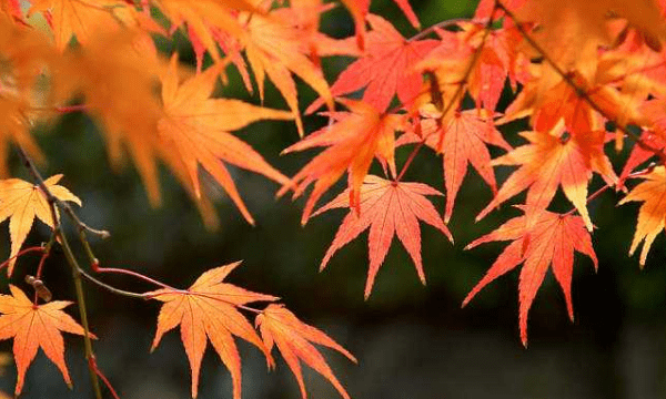 山红叶开花,深圳踏青赏花好去处图6