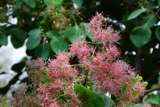 山红叶开花,深圳踏青赏花好去处图8