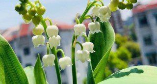 铃兰花一年能多次开花,铃兰什么时候开花季节图2