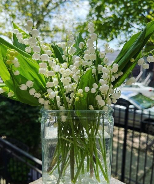 铃兰花一年能多次开花,铃兰什么时候开花季节图4