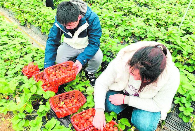 进草莓园能随便吃,草莓园摘草莓可以吃图3