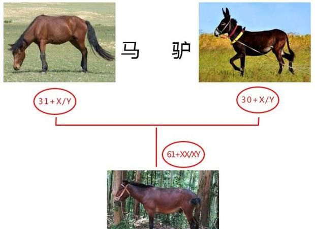 马和骡子和驴的关系和区别,骡子鱼怎么钓图1