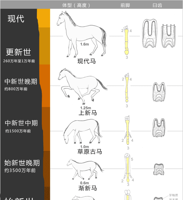 马和骡子和驴的关系和区别,骡子鱼怎么钓图4