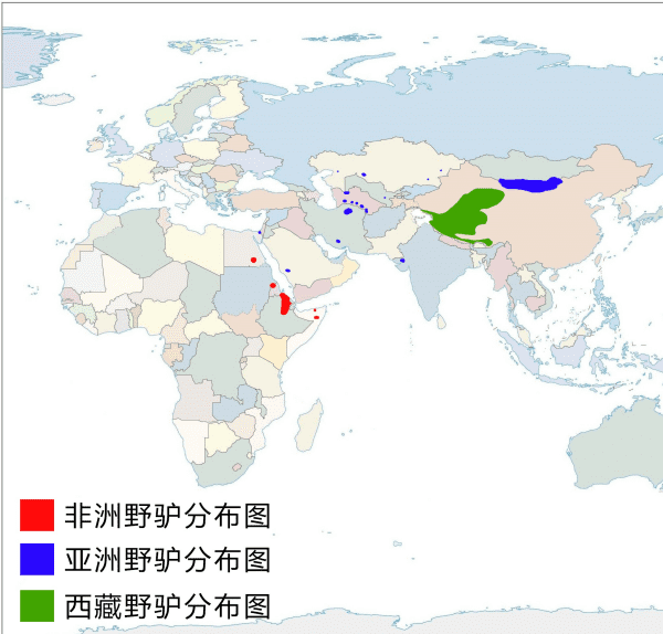 马和骡子和驴的关系和区别,骡子鱼怎么钓图6