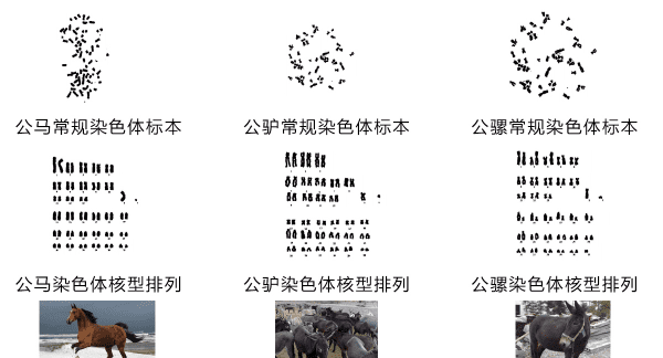 马和骡子和驴的关系和区别,骡子鱼怎么钓图7