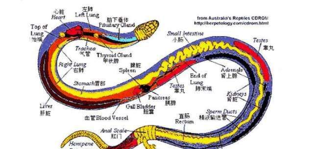 蛇的七寸是哪一个部位,蛇的七寸是指蛇身上哪个部位图1