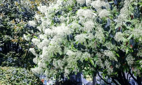 武汉石楠花什么意思,石楠花的花语是什么图6