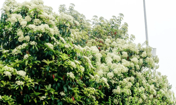 武汉石楠花什么意思,石楠花的花语是什么图7