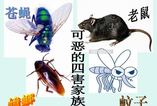 除四害四害是指什么四种动物,人民说除四害是哪四害图3