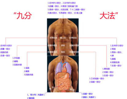 腹部分区九分法如何划分,解剖学九分法上界线图2