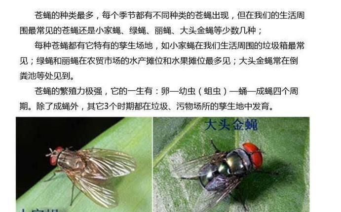 除四害四害指的是哪四种昆虫,四害是指哪四种害虫图3