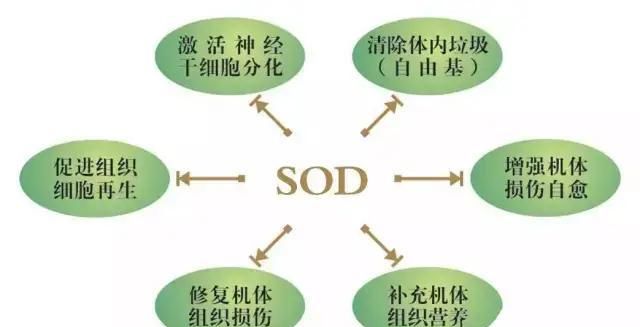 体检sod是指什么,每年一次的体检 都有什么体检项目图2