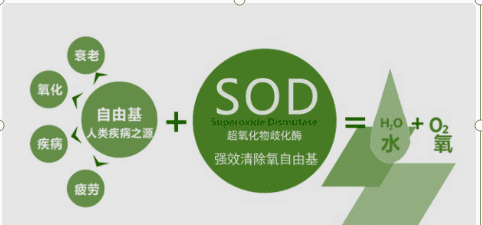 体检sod是指什么,每年一次的体检 都有什么体检项目图5