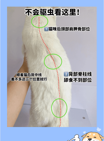 家里养猫怎么驱虫,新手养猫怎么选图5