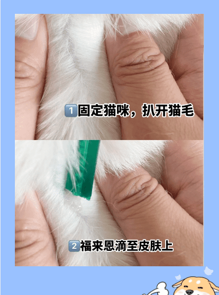 家里养猫怎么驱虫,新手养猫怎么选图6