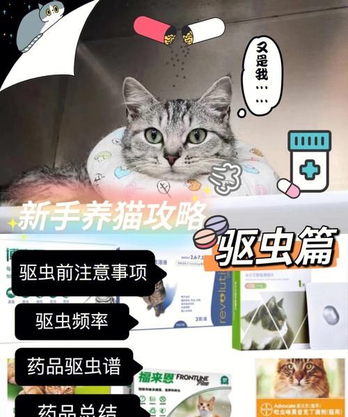 家里养猫怎么驱虫,新手养猫怎么选图9