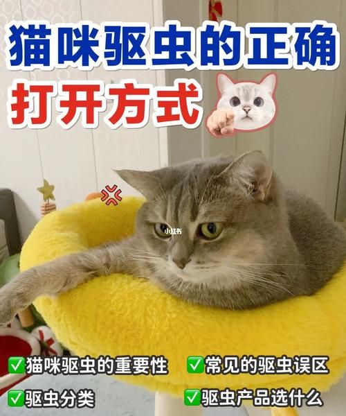 家里养猫怎么驱虫,新手养猫怎么选图10