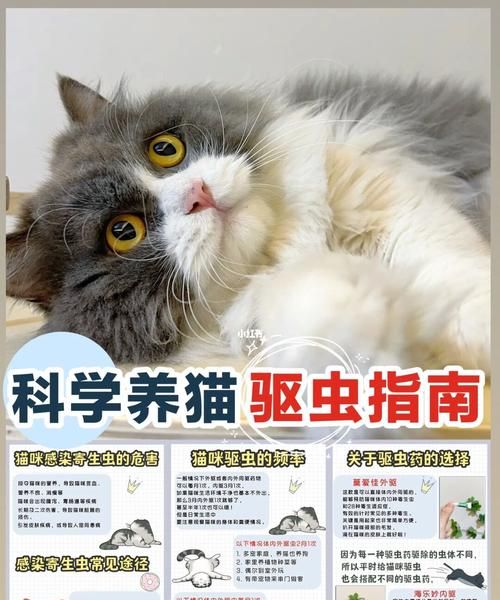 家里养猫怎么驱虫,新手养猫怎么选图11