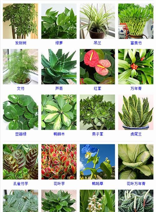 叶子观赏植物有哪些,8种叶子花图8