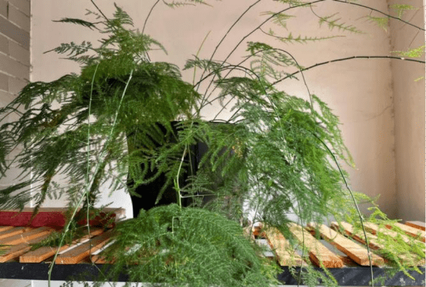 叶子观赏植物有哪些,8种叶子花图12