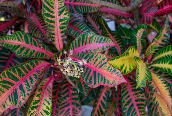 叶子观赏植物有哪些,8种叶子花图13