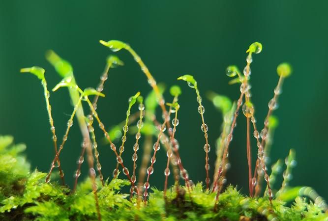 拍植物用什么镜头,拍摄植物像金属的摄影师图2