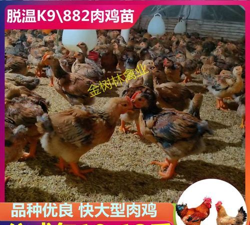 快大型肉鸡有哪几种,快大型肉鸡品种介绍图2