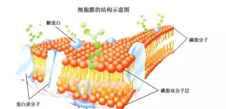 葡聚糖是什么意思,d葡聚糖是什么意思图2