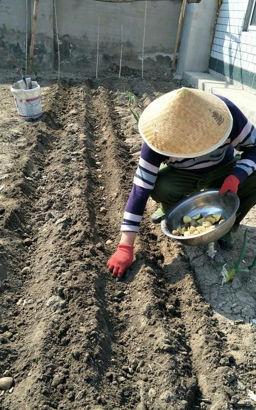 栽洋芋什么意思,梦见捡土豆是什么预兆 女性图3