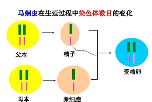 父本和母本的概念是什么,父本和母本的定义能不能举些例子图1