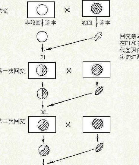 父本和母本的概念是什么,父本和母本的定义能不能举些例子图3