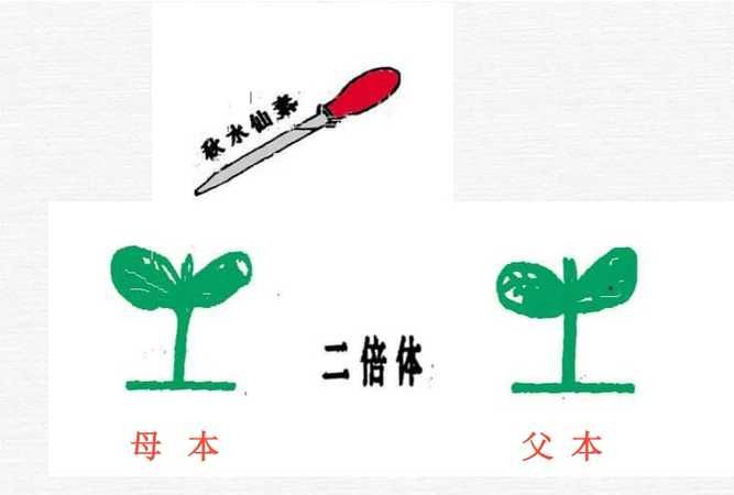 父本和母本的概念是什么,父本和母本的定义能不能举些例子图4