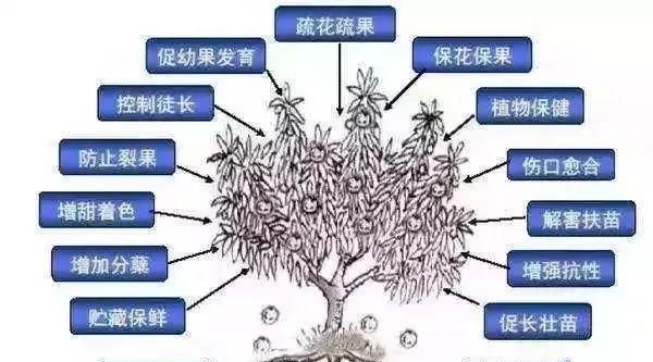 桃树如何使用芸苔素,桃树叶子发白是什么病图1