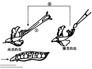 植物怎么区分母本和父本,沙漠玫瑰种子母本和父本的区别是什么图3