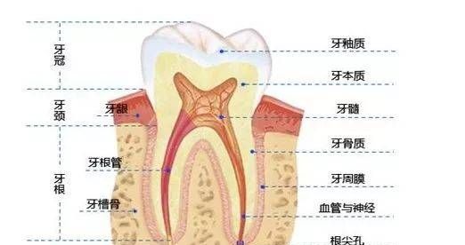 牙齿的成分是什么东西,牙齿是由哪些部分组成的图2