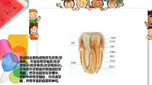 牙齿的成分是什么东西,牙齿是由哪些部分组成的图3