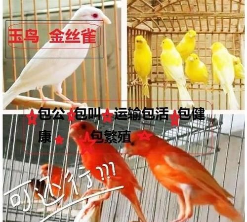 玉鸟换毛喂什么飼料,玉鸟都喂什么饲料图3