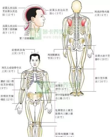 骨度分寸定位法怎么用,如何量寸图3