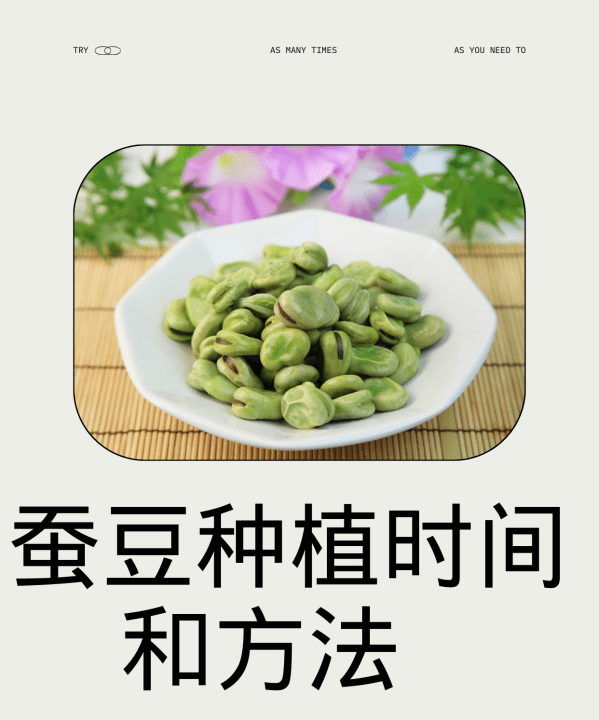 蚕豆什么时间播种,秋蚕豆是什么时候种植