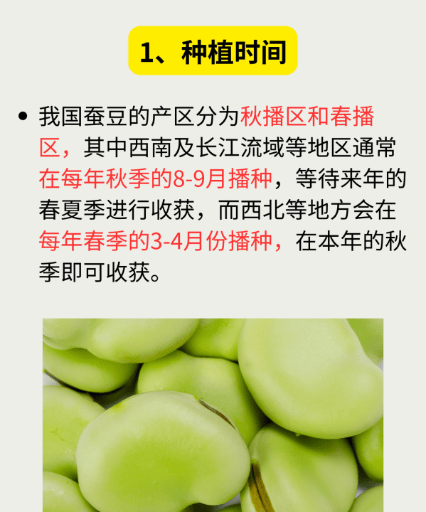 蚕豆什么时间播种,秋蚕豆是什么时候种植图2